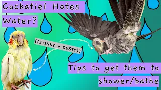 Encourage your cockatiel to bathe | Tips to get your cockatiel to like water & shower/take a bath