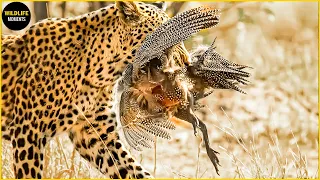 Leopards Hunt In Mid-Air! 45 Brutal Moments Leopard Hunting Bird