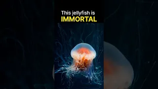 THIS JELLYFISH IS IMMORTAL #shorts #jellyfish