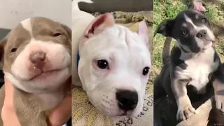 Pitbulls Being Wholesome EP. 6 | Funny and Cute Pitbull Compilation