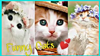 Cute and Funny Cat Videos💕 | Compilation 2020 |