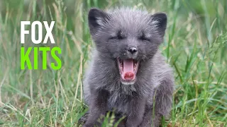 Five Arctic Fox Cubs Born at Highland Wildlife Park