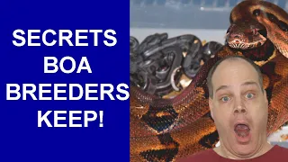 12 IMPORTANT Things Your Boa Breeder WON'T Tell You (But You NEED to Know!)