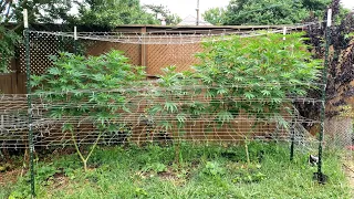 2022 Outdoor Cannabis Garden Tour | Garden Update [#06] - June 23