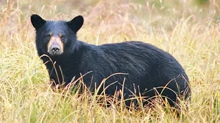 Hunting Bear / Chasse a l'ours 2016 Monts-Valin