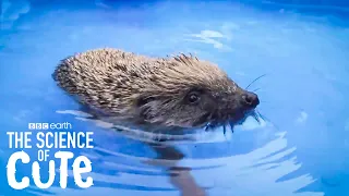 Rescue Hedgehog Goes For His First Swim! | The Science of Cute | BBC Earth Kids