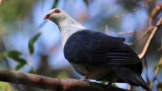 White-headed Pigeon - Lane Cove National Park