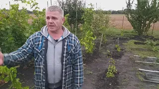 Когда и почему сажать саженцы винограда.