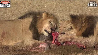 Lions Have Gnu For Breakfast | Maasai Mara Safari | Zebra Plains