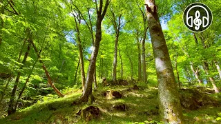 Spring mountain forest. Relaxing birdsong for relaxation, meditation and sleep.