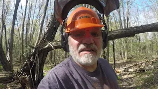 Down Tree Paradise 2 Bucking Firewood, Pinched Saw Then Hit a Rock