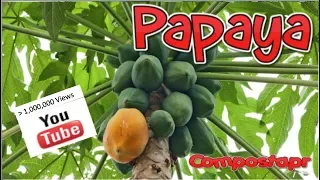 La Papaya en el Huerto