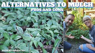 🤔 Alternatives to Mulch (and a Few Pros and Cons) - QG Day 147 🤔