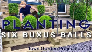 Town Garden Design Project: planting boxwood Topiary balls #gardendesign #gardenmakeover