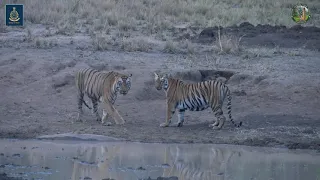 Tadoba Andhari Tiger Reserve || Belara Trailer