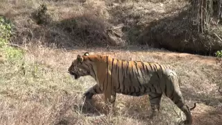 Tadoba Tiger: Matkasur Male