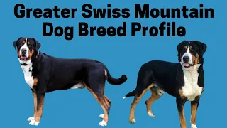 Greater Swiss Mountain Dog Breed Profile