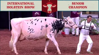 766  SR CHAMPION - HOLSTEIN