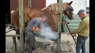 Belgian Draft Horses: farrier is a profession for strong men