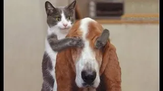 Funniest Animal Moments 2023 😂 Funniest Cats and Dogs 😺🐶 Ep 53 | Funny Pets