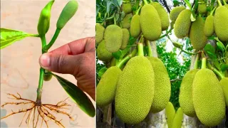 Easy to grow jackfruit until it bears fruit