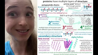 Protein tertiary & quaternary structure: interaction types, motifs, domains, multimers, etc.