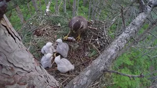 Eagle feeding the babies with a mouse