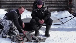 ТРОФЕЙНЫЕ ОКУНИ ПРОСТО НАДОЕЛИ. Зимняя рыбалка в ХМАО