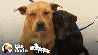 These Pitties Were Found Comforting Each Other In The Shelter | The Dodo Pittie Nation