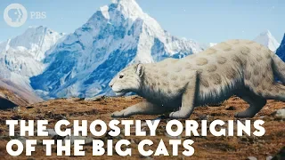 The Ghostly Origins of the Big Cats