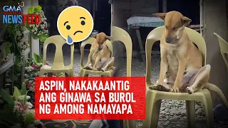 Aspin, nakakaantig ang ginawa sa burol ng among namayapa | GMA Integrated Newsfeed