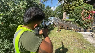 PCP Break-Barrel Air Rifle iguana Hunting! Florida iguana Removal