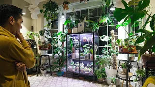 Most EXPENSIVE Pothos I've Ever Seen..