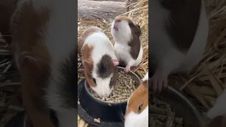 Mom and baby Guinea pig share a bowl