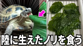 『陸に生えたノリ』をリクガメと一緒に食べてみた