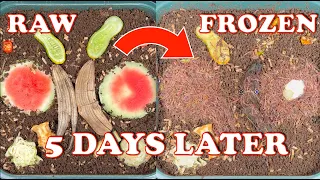 Raw vs Frozen Worm Bin Food Results!! + Worm Tower Rotation & Timelapse | Vermicompost Worm Farm