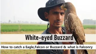 White eyed Buzzard |How to tame your bird| बाज़/चील के बारे में आश्चर्यजनक जानकारी