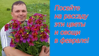 Что посеять в феврале- полный список! Полезное видео для огородников.