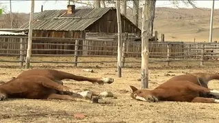 Массовая гибель лошадей в Усть-Абаканском районе