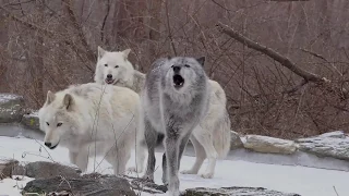 Wolves Howling in the Snow