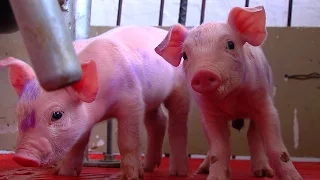 How to Prevent Hepatitis E in Pork Farms- TvAgro por Juan Gonzalo Angel