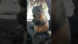 Master Of 2 Almonds 🐿️ Often Mistaken as #2 Squirrel Mom 030924