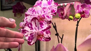 Новая Орхидея из обзора