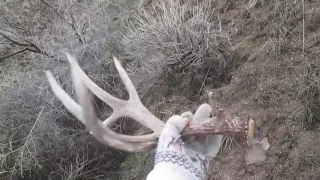 2017 Mule Deer Browns ( Chase Harris ) pt. 1 Brandon Pitcher