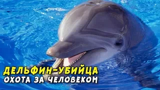 Дельфин - убийца человека