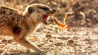 BBC Earth 50 Top Natural History Moments | 50-41