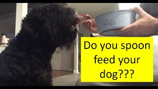How My Black Russian Terrier eats Dinner