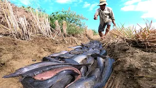 amazing fishing! a lots of catch catfish & Redfish in little water at field catch by hand