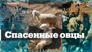 В Газиантепе на 17-й день спасатели вытащили из-под завалов живых овец