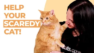 Make Your Scared Cat Less Shy! 5 Expert-Approved Tips